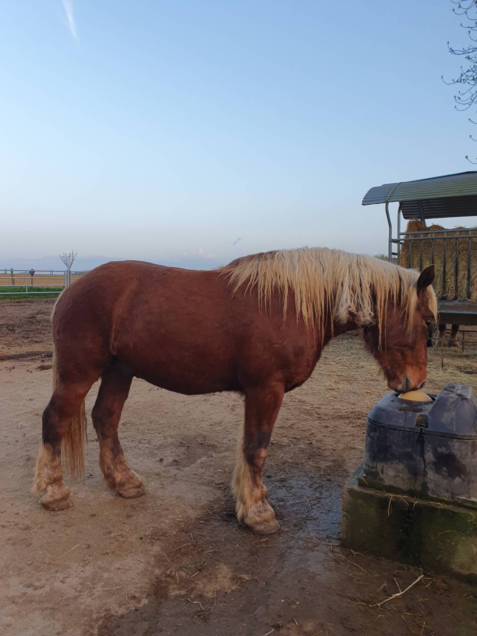 Ruin Comtois Trekpaard Te koop 2023 Vos