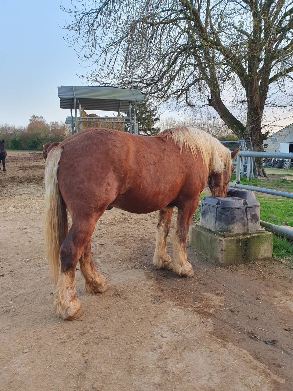 Ruin Comtois Trekpaard Te koop 2023 Vos