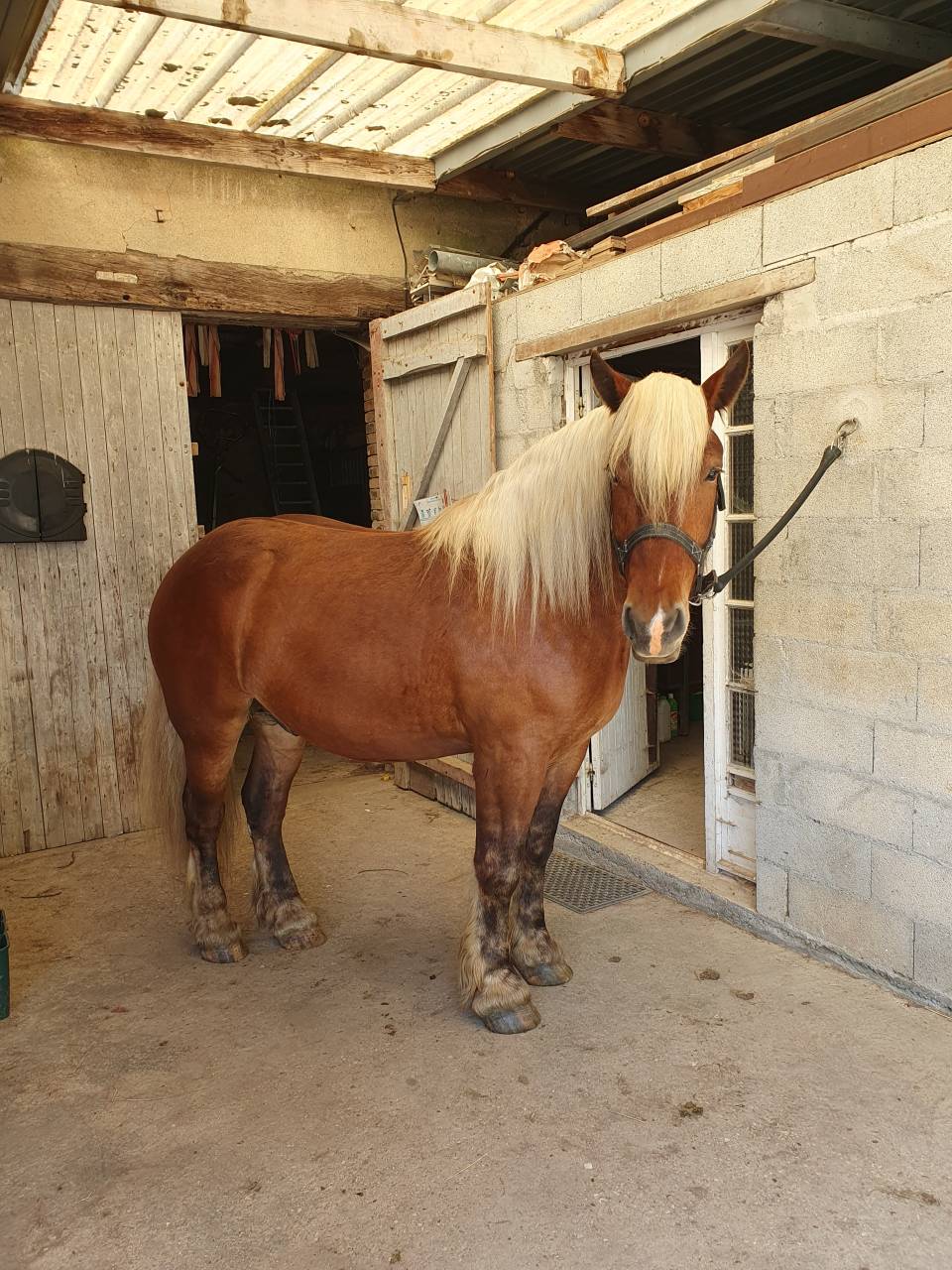 Ruin Comtois Trekpaard Te koop 2023 Vos