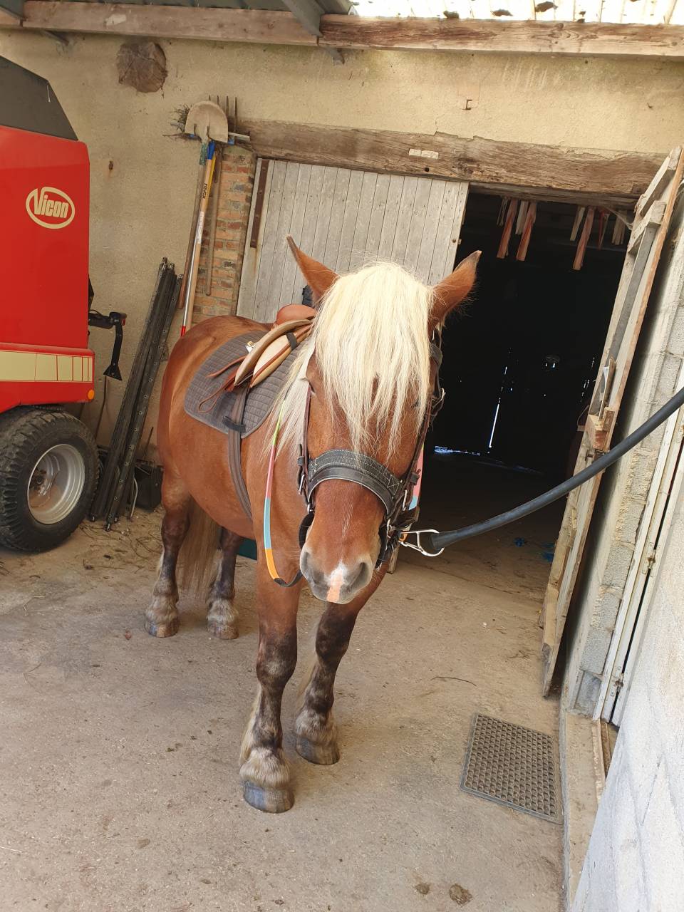 Ruin Comtois Trekpaard Te koop 2023 Vos