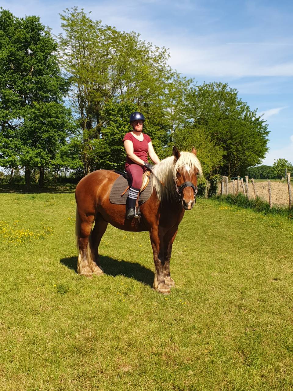 Ruin Comtois Trekpaard Te koop 2023 Vos