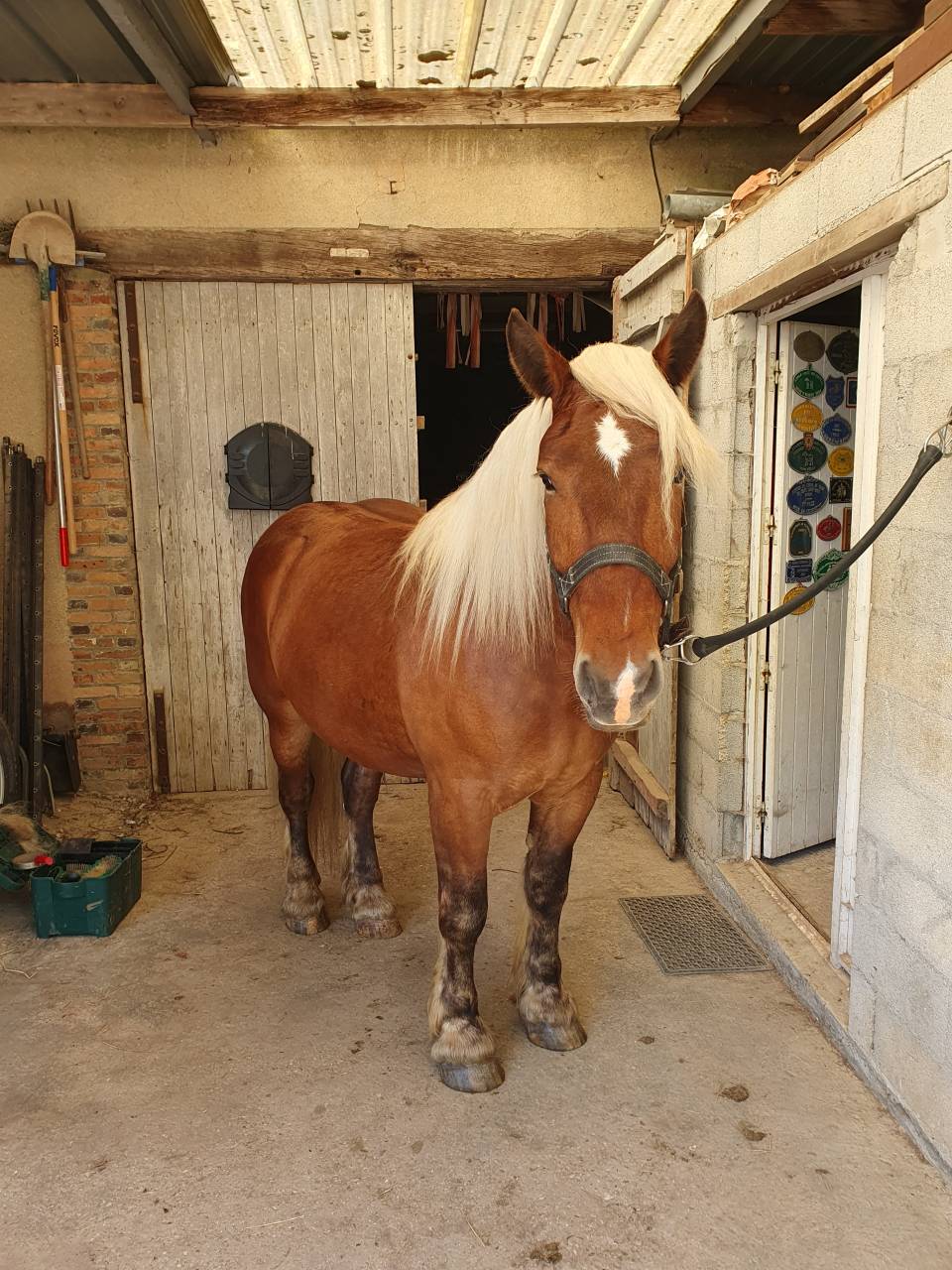 Ruin Comtois Trekpaard Te koop 2023 Vos