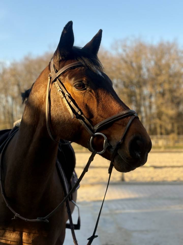 Ruin Selle Fran&ccedil;ais Te koop 2016 Donker bruin / bai