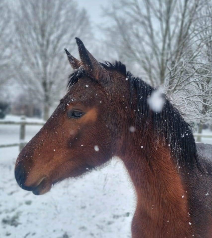 Merrie Connemara Te koop 2022 Donker bruin / bai ,  WESTIDE MIRAH II