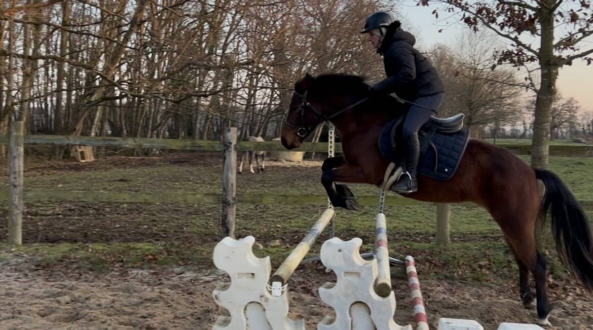 Merrie Connemara Te koop 2022 Donker bruin / bai ,  WESTIDE MIRAH II