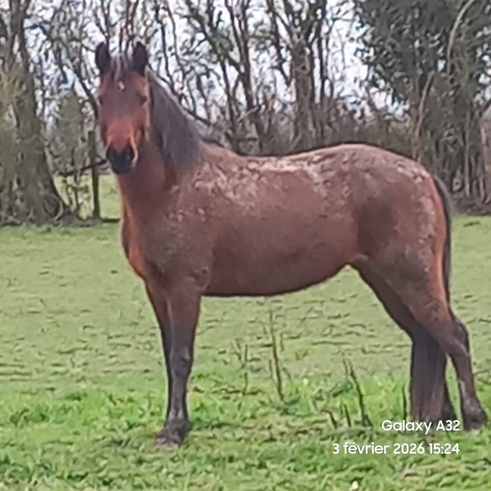 Merrie Connemara Te koop 2022 Donker bruin / bai ,  WESTIDE MIRAH II