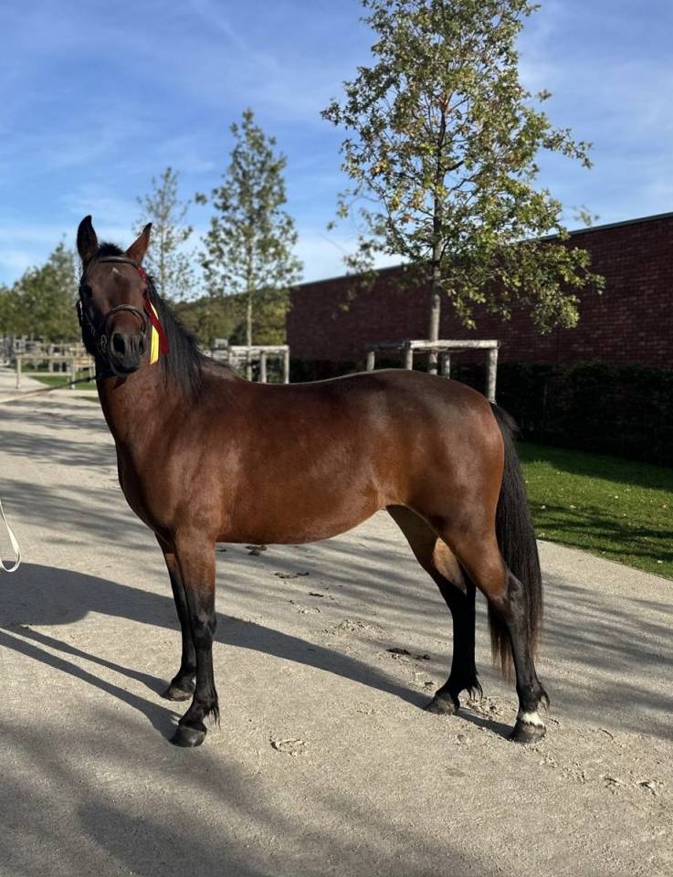 Merrie Connemara Te koop 2022 Donker bruin / bai ,  WESTIDE MIRAH II