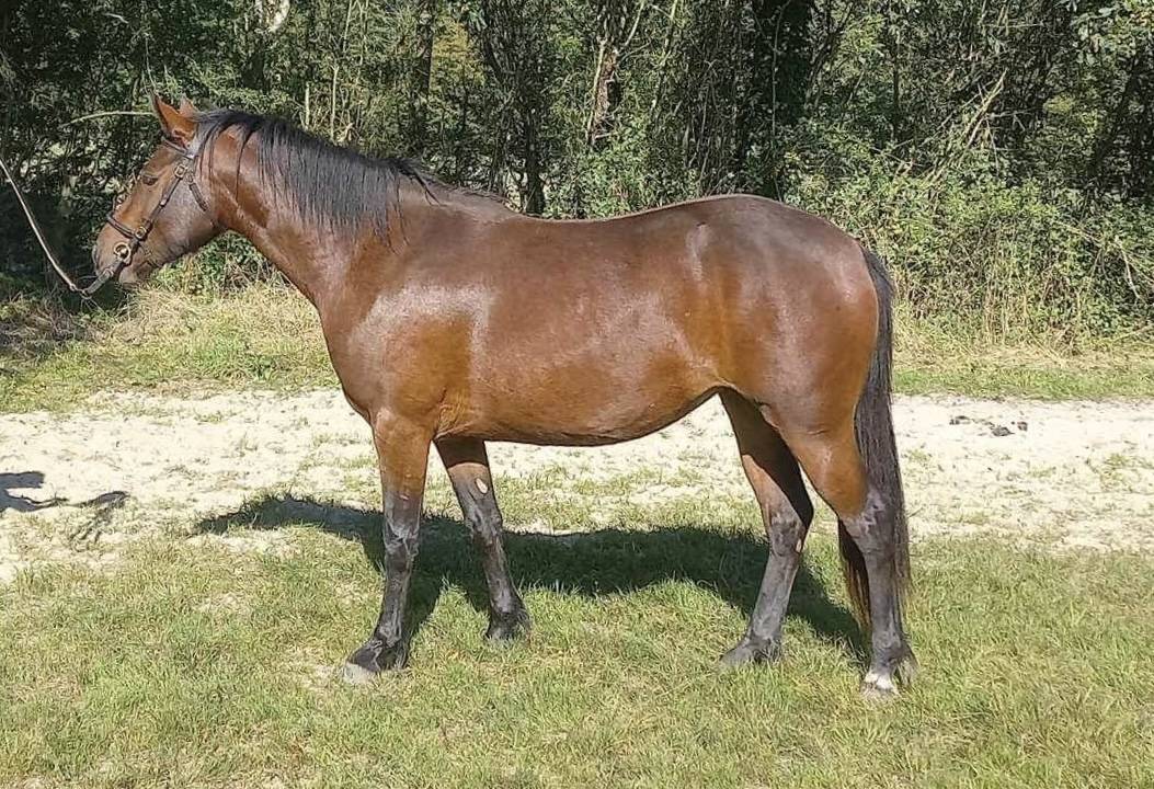 Merrie Connemara Te koop 2022 Donker bruin / bai ,  WESTIDE MIRAH II