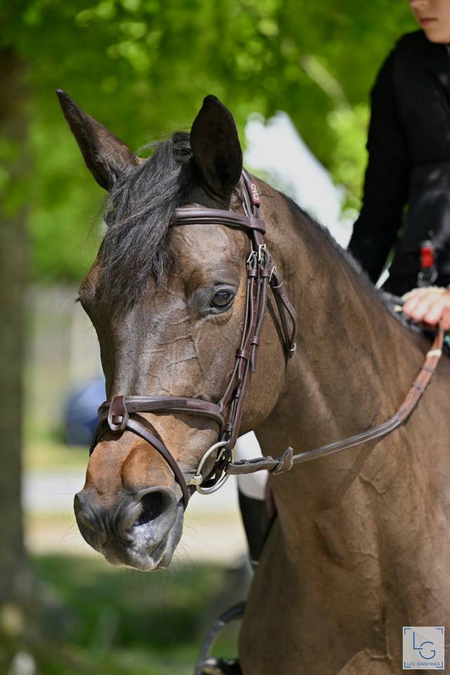 Merrie Trakehner Te koop 2016 Zwart ,  SIR SANSIBAR