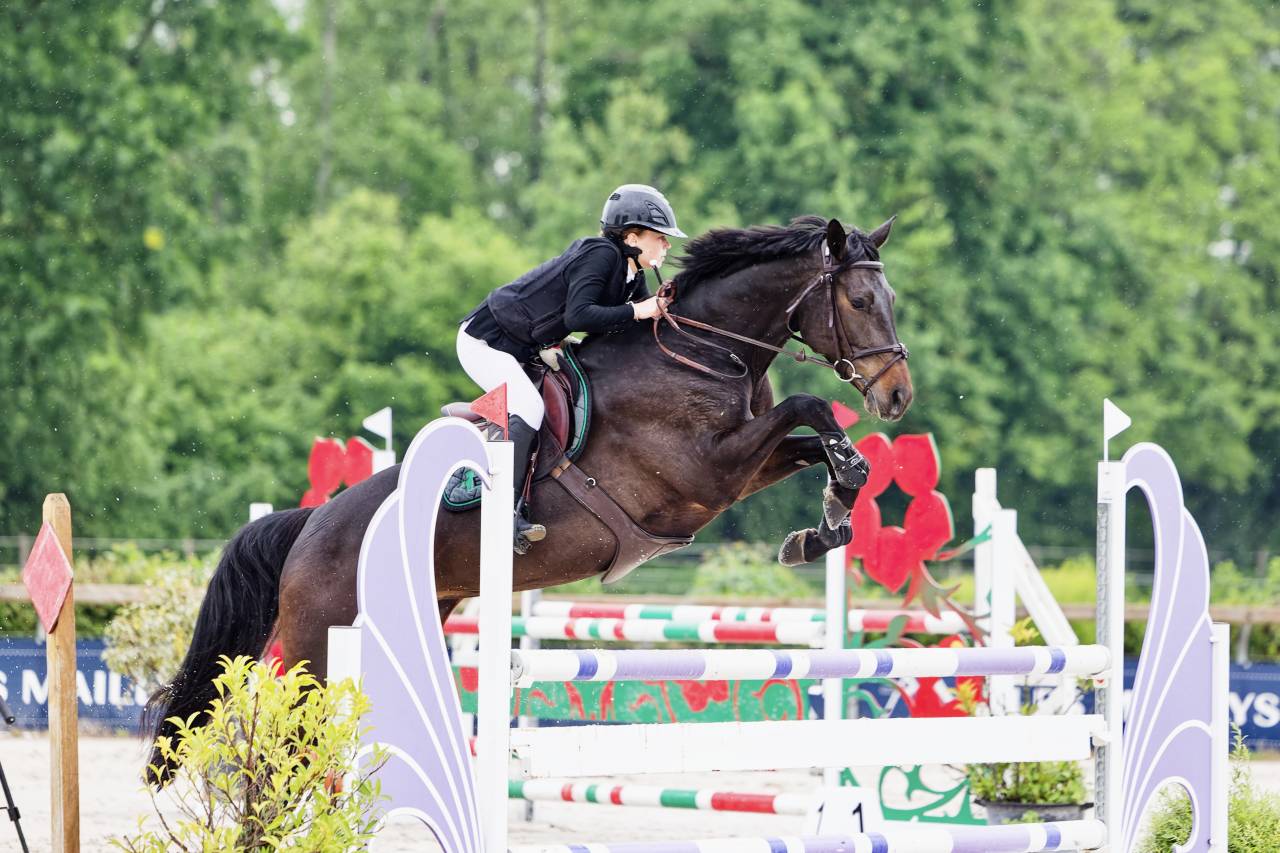 Merrie Trakehner Te koop 2016 Zwart ,  SIR SANSIBAR