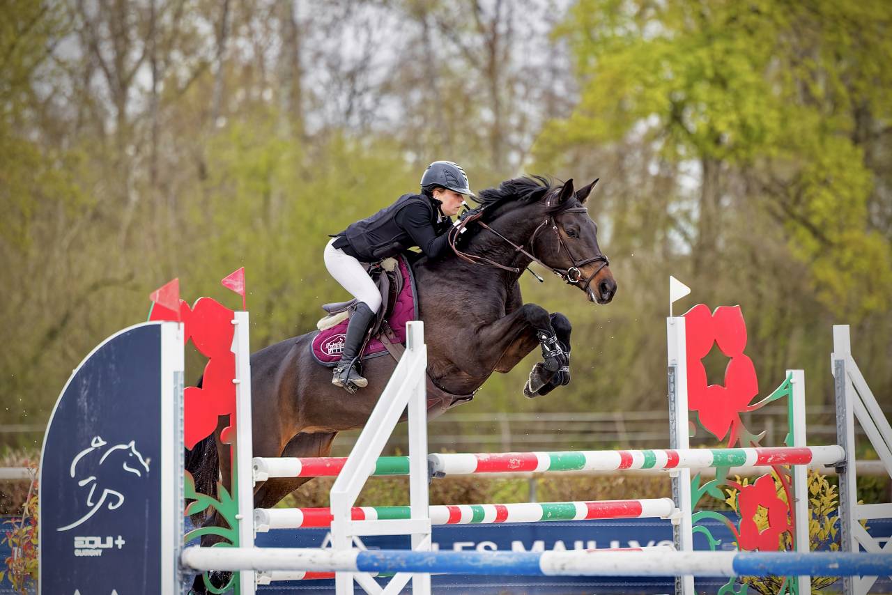 Merrie Trakehner Te koop 2016 Zwart ,  SIR SANSIBAR
