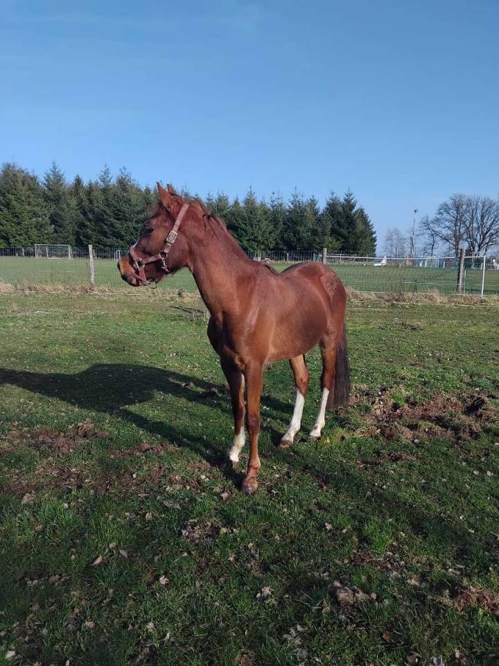 Hengst Belgische pony Te koop 2023 Vos ,  Clinto van klapscheut z