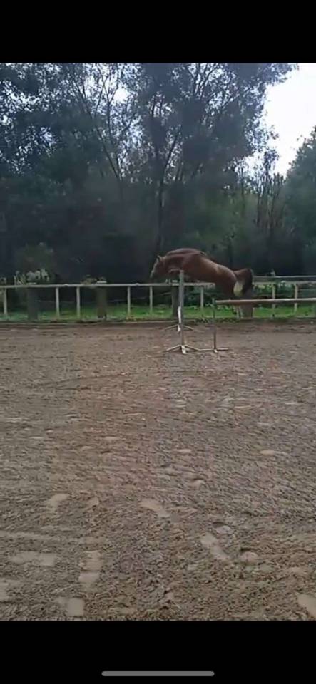 Hengst Belgische pony Te koop 2023 Vos ,  Clinto van klapscheut z
