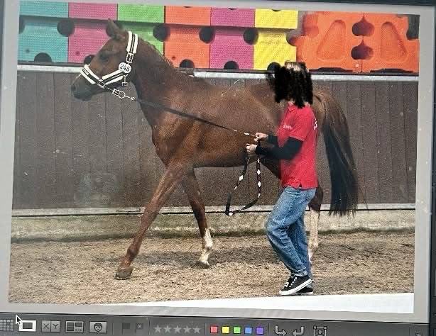 Hengst Belgische pony Te koop 2023 Vos ,  Clinto van klapscheut z
