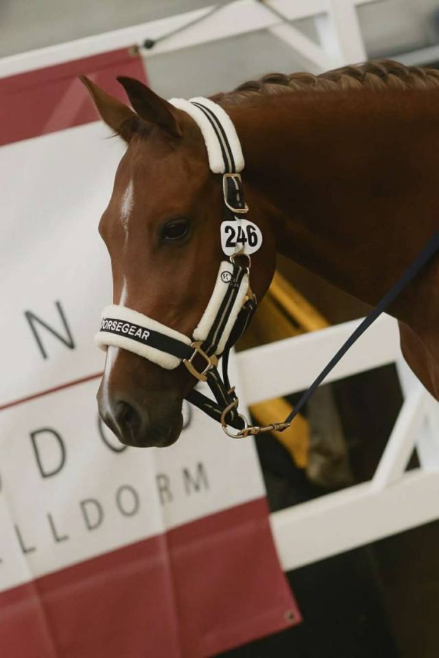 Hengst Belgische pony Te koop 2023 Vos ,  Clinto van klapscheut z