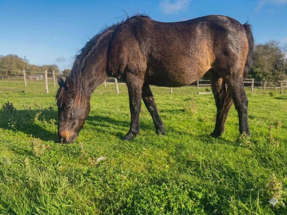 Ruin Ras onbekend Te koop 2007 Donker bruin / bai