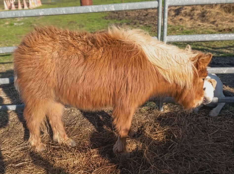 Veulen (ml) Ras onbekend Te koop 2025 Vos