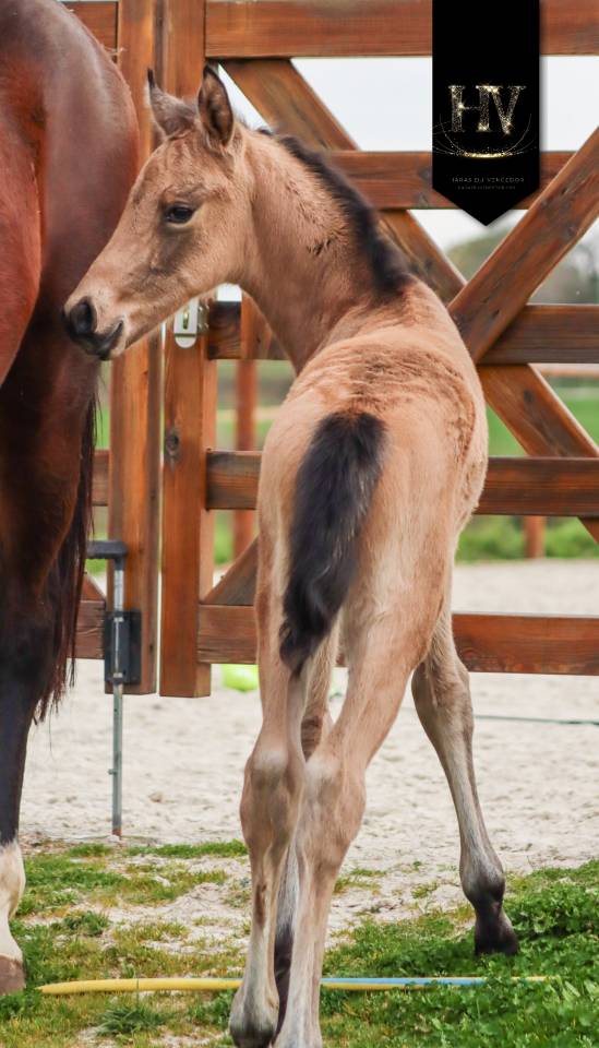 Veulen (ml) KWPN Nederlands sportpaard Te koop 2026 Isabel ,  Qaside MD