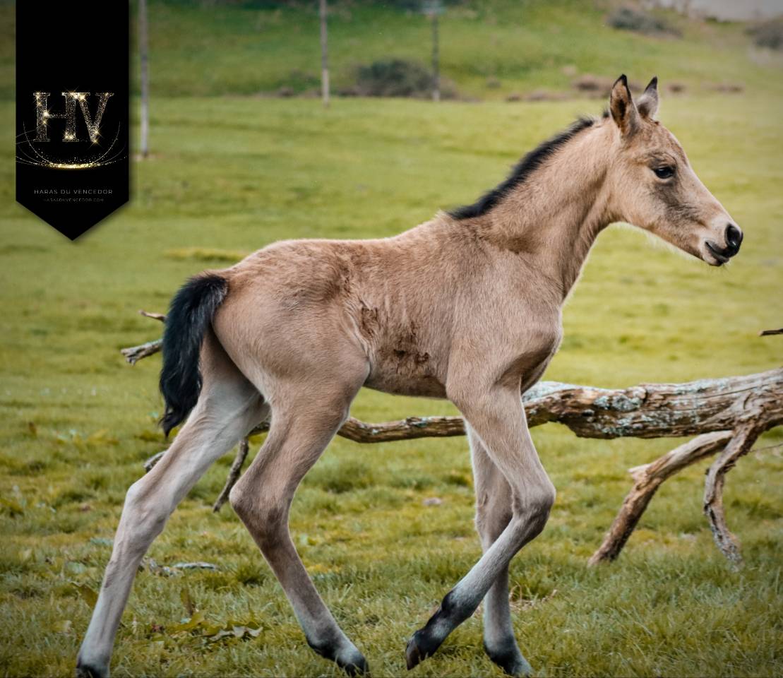 Veulen (ml) KWPN Nederlands sportpaard Te koop 2026 Isabel ,  Qaside MD