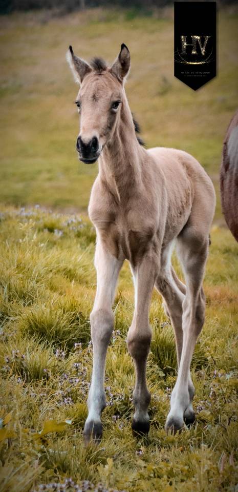 Veulen (ml) KWPN Nederlands sportpaard Te koop 2026 Isabel ,  Qaside MD