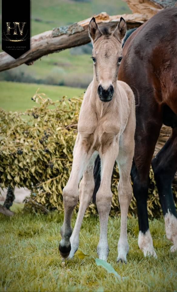 Veulen (ml) KWPN Nederlands sportpaard Te koop 2026 Isabel ,  Qaside MD