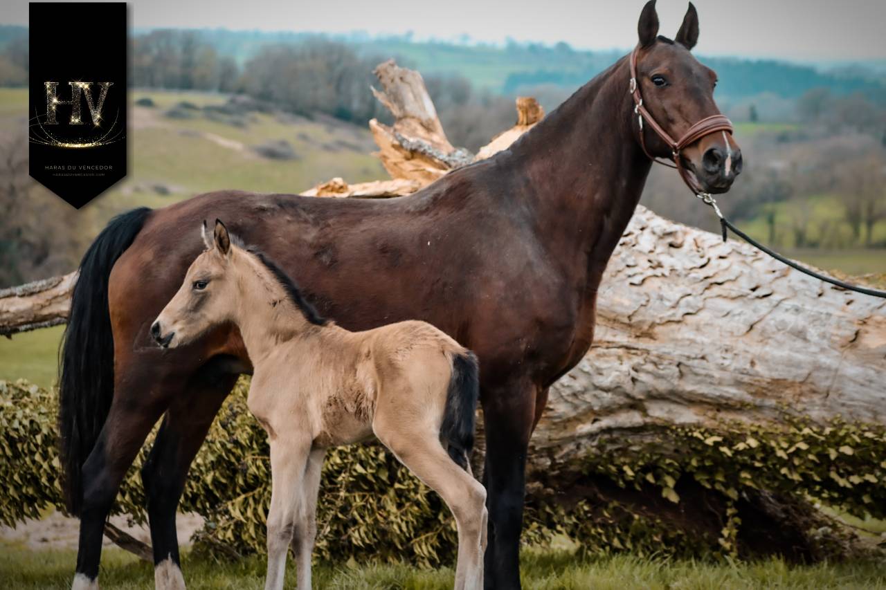Veulen (ml) KWPN Nederlands sportpaard Te koop 2026 Isabel ,  Qaside MD