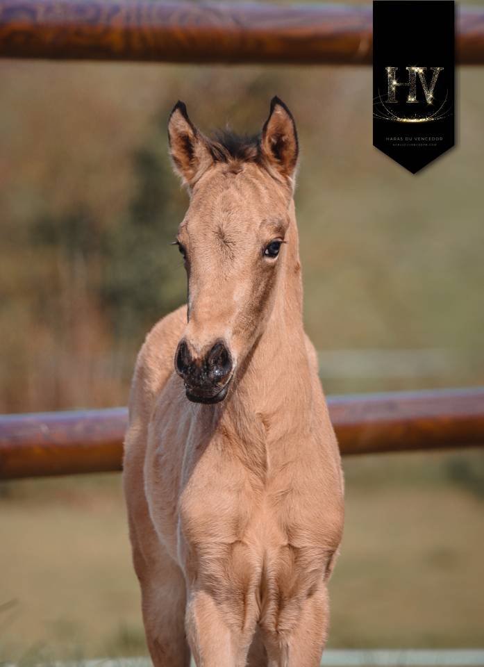 Veulen (ml) KWPN Nederlands sportpaard Te koop 2026 Isabel ,  Qaside MD