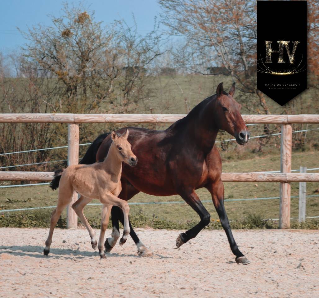 Veulen (ml) KWPN Nederlands sportpaard Te koop 2026 Isabel ,  Qaside MD