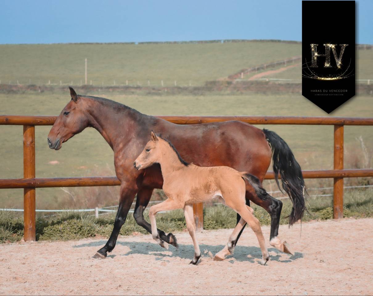 Veulen (ml) KWPN Nederlands sportpaard Te koop 2026 Isabel ,  Qaside MD