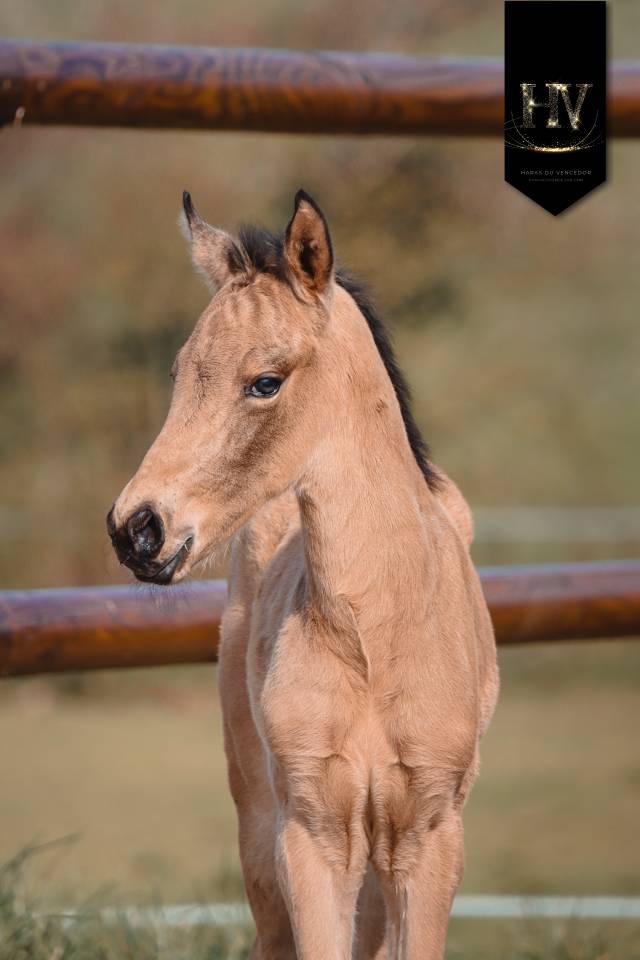Veulen (ml) KWPN Nederlands sportpaard Te koop 2026 Isabel ,  Qaside MD