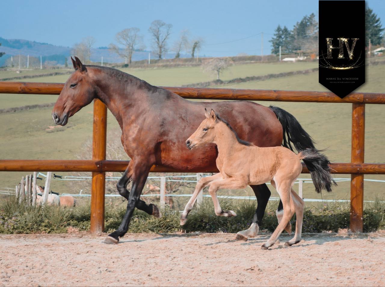Veulen (ml) KWPN Nederlands sportpaard Te koop 2026 Isabel ,  Qaside MD
