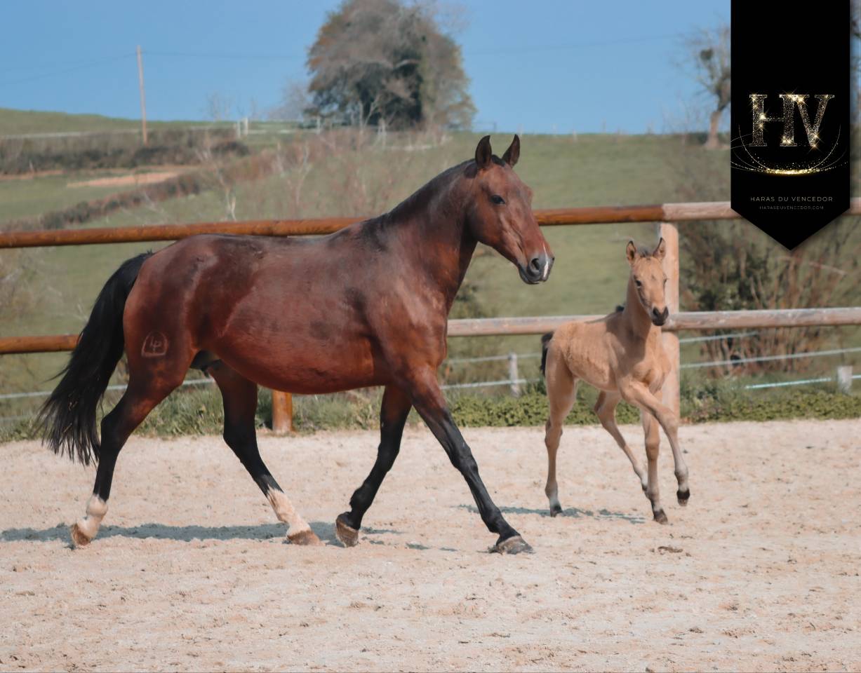 Veulen (ml) KWPN Nederlands sportpaard Te koop 2026 Isabel ,  Qaside MD