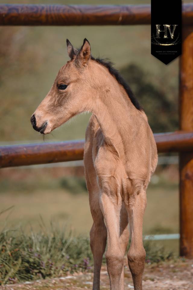Veulen (ml) KWPN Nederlands sportpaard Te koop 2026 Isabel ,  Qaside MD