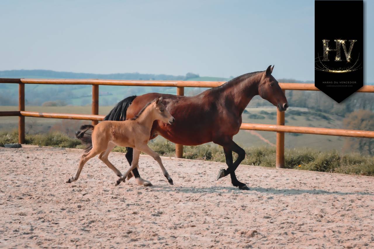 Veulen (ml) KWPN Nederlands sportpaard Te koop 2026 Isabel ,  Qaside MD