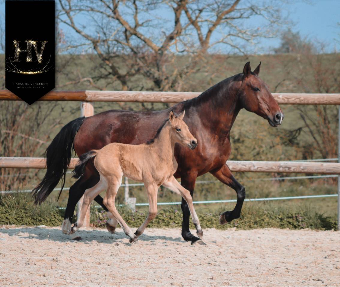 Veulen (ml) KWPN Nederlands sportpaard Te koop 2026 Isabel ,  Qaside MD