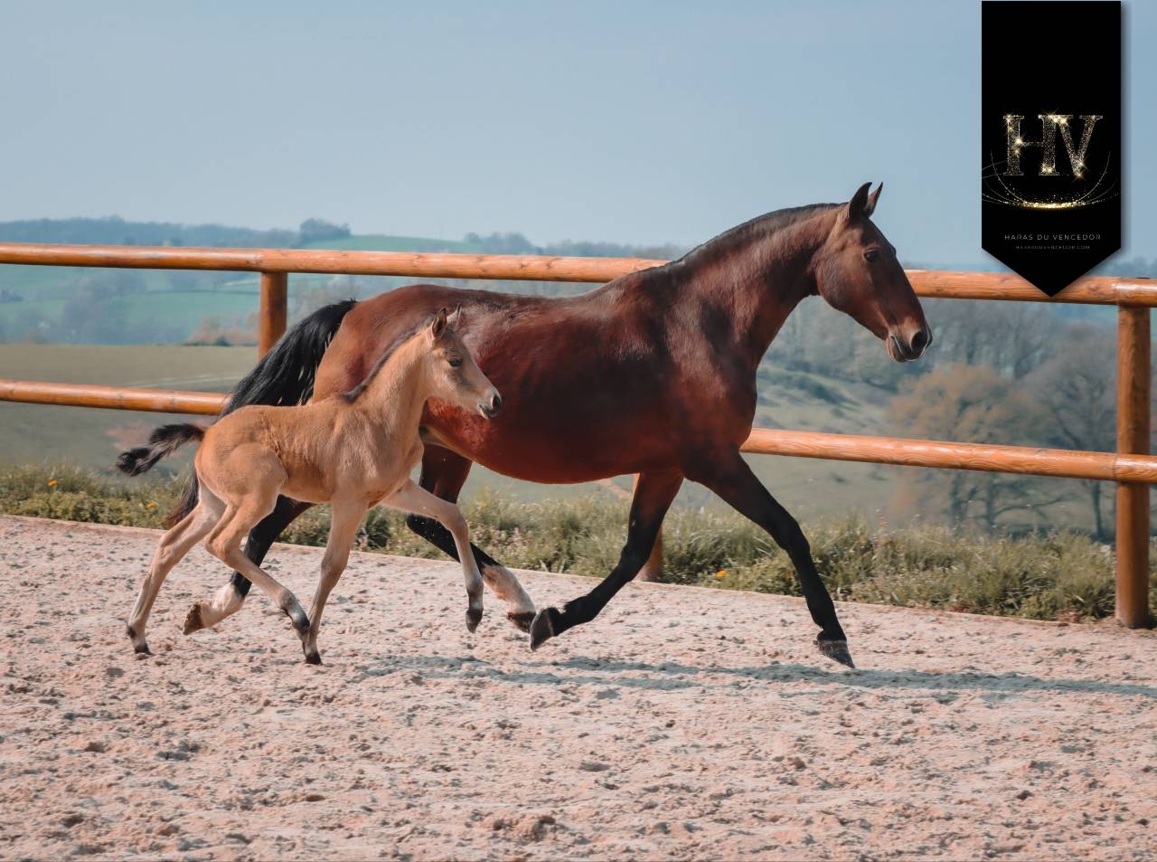 Veulen (ml) KWPN Nederlands sportpaard Te koop 2026 Isabel ,  Qaside MD