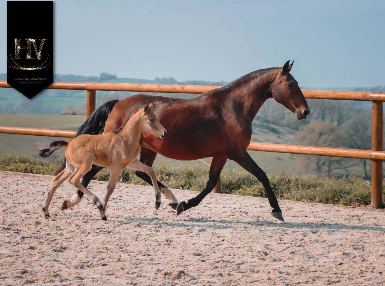 Veulen (ml) KWPN Nederlands sportpaard Te koop 2026 Isabel ,  Qaside MD