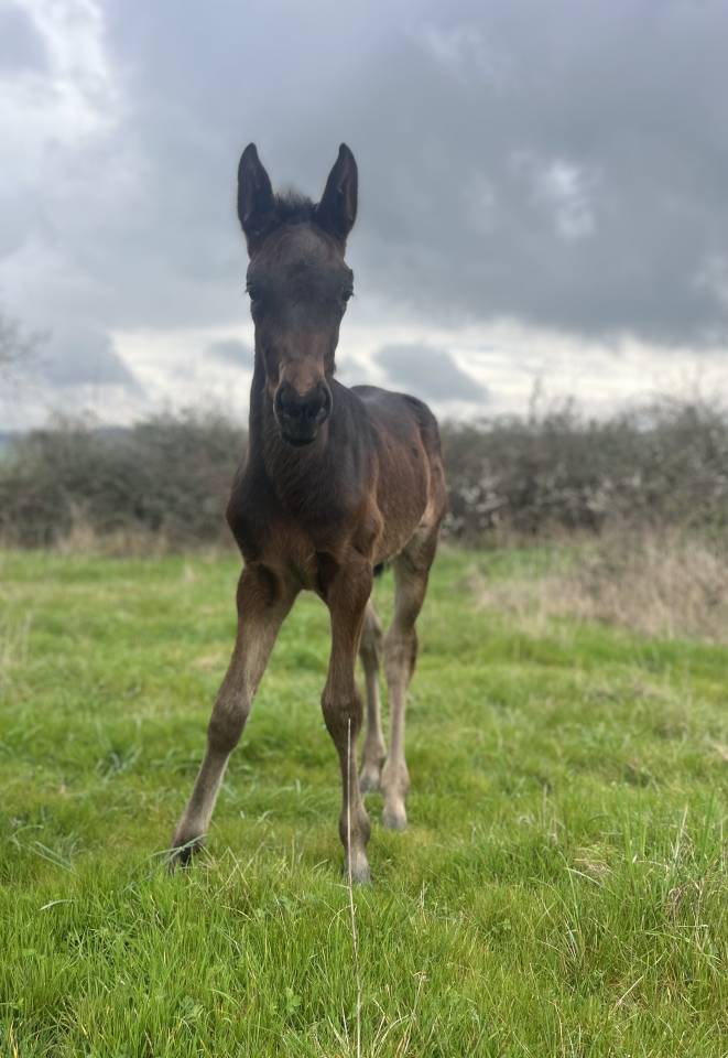 Veulen (vr) Selle Fran&ccedil;ais Te koop 2026 Bruin / Bai ,  Joker d&rsquo; euskadi