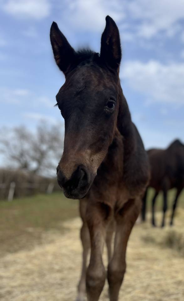 Veulen (vr) Selle Fran&ccedil;ais Te koop 2026 Bruin / Bai ,  Joker d&rsquo; euskadi