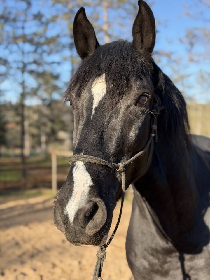 Ruin Berber-Arabier Te koop 2021 Zwart
