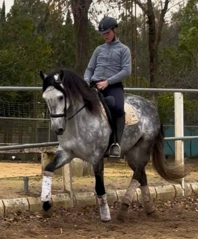 Ruin PRE Puur Ras Spaans Te koop 2019 Schimmel