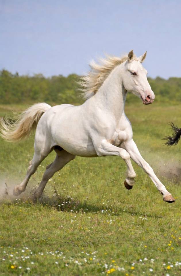 Veulen (ml) PRE Puur Ras Spaans Te koop 2024 Perlino ,  PRESIDENTE DE JARAMA