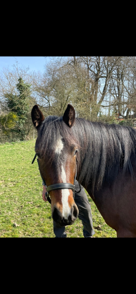 Ruin Franse rijpony PFS Te koop 2023 Bruin / Bai ,  Joyau d&rsquo;hurl&rsquo;vent, PFS