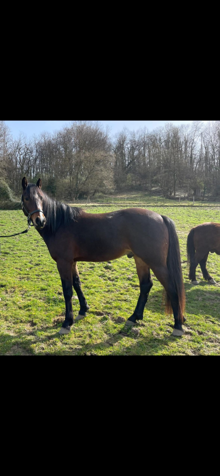 Ruin Franse rijpony PFS Te koop 2023 Bruin / Bai ,  Joyau d&rsquo;hurl&rsquo;vent, PFS