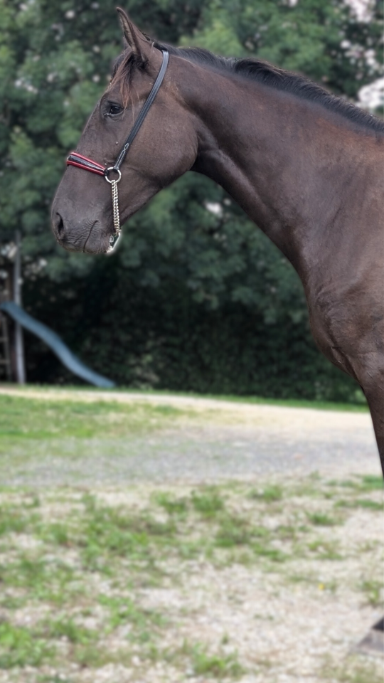 Merrie PRE Puur Ras Spaans Te koop 2023 Zwart ,  Spirit XLVIII 