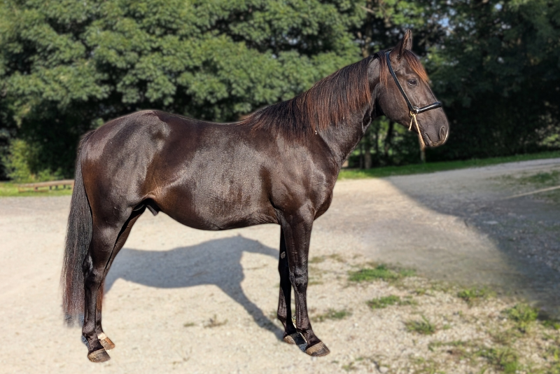 Hengst Quarter Horse Te koop 2023 Zwart