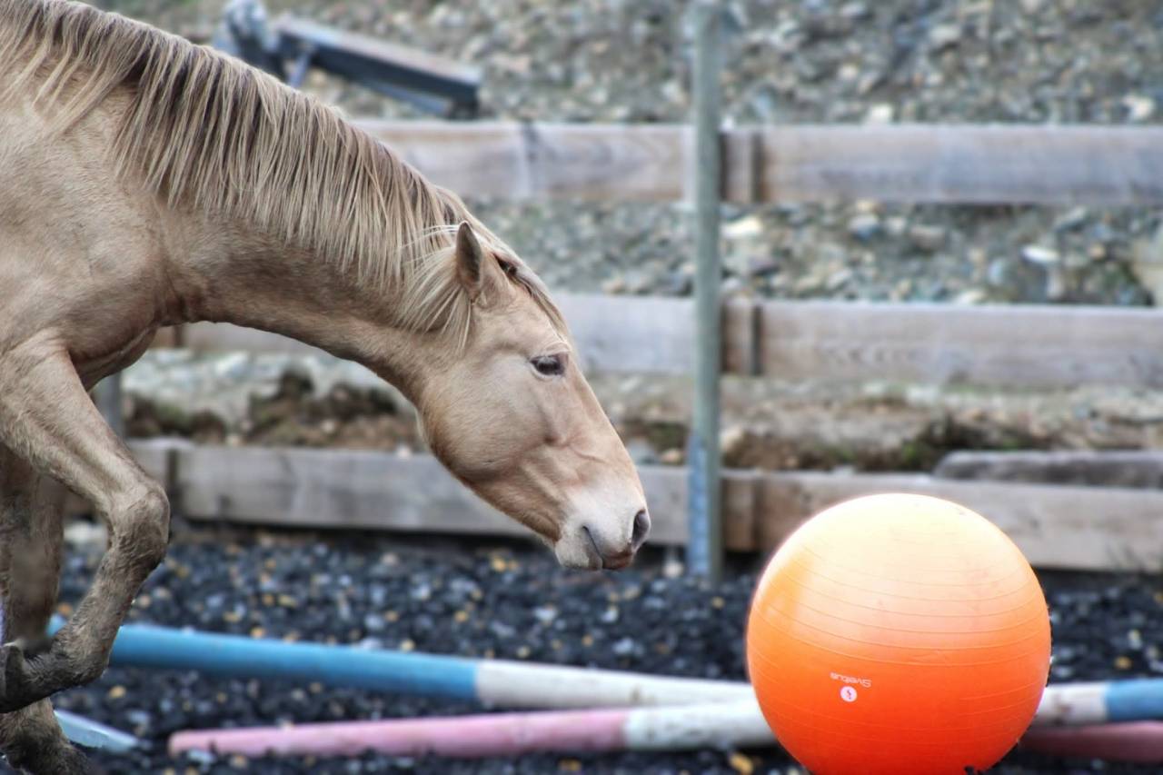 Panadero de pana - PRE Puur Ras Spaans 2022