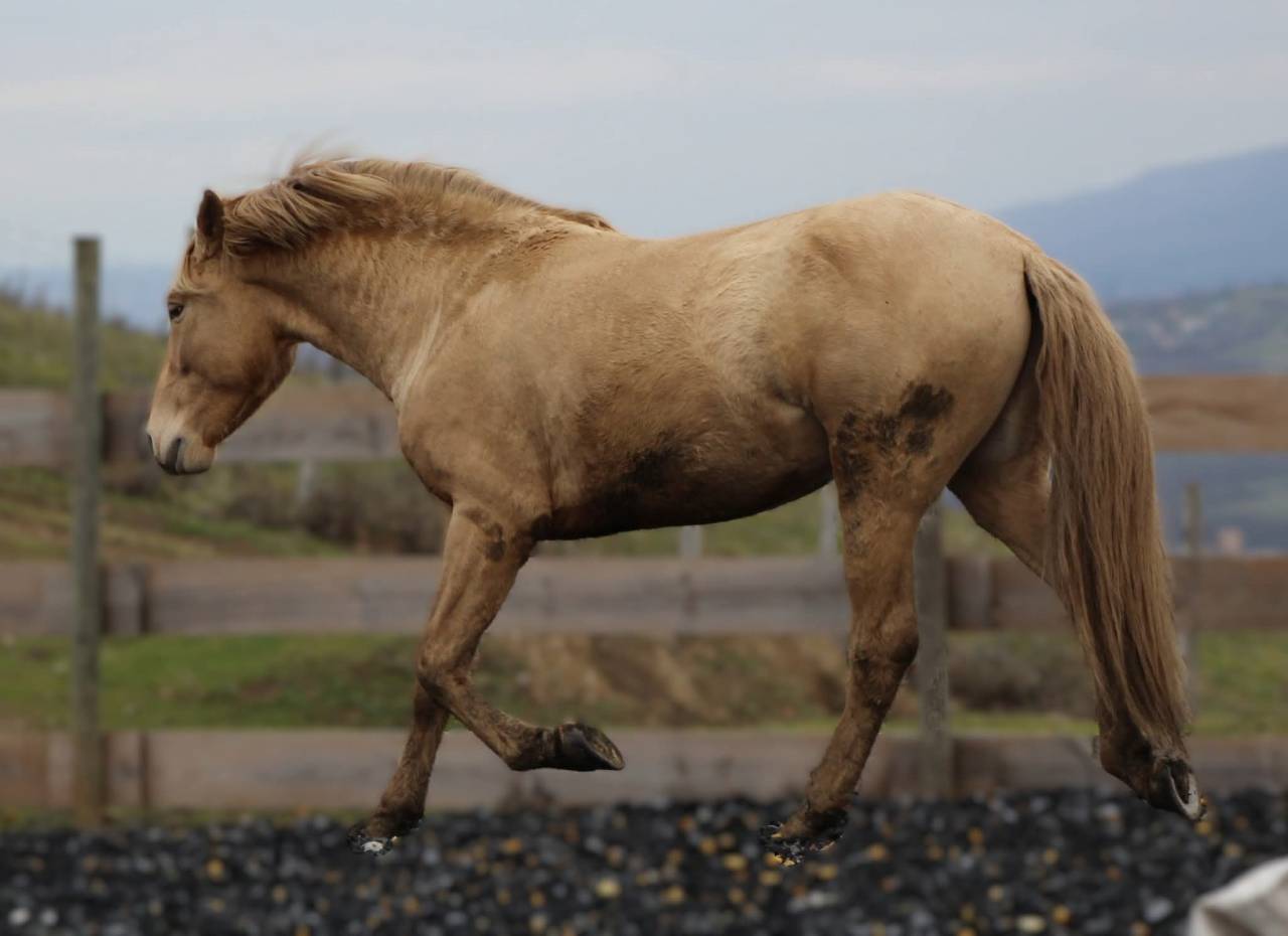 Panadero de pana - PRE Puur Ras Spaans 2022