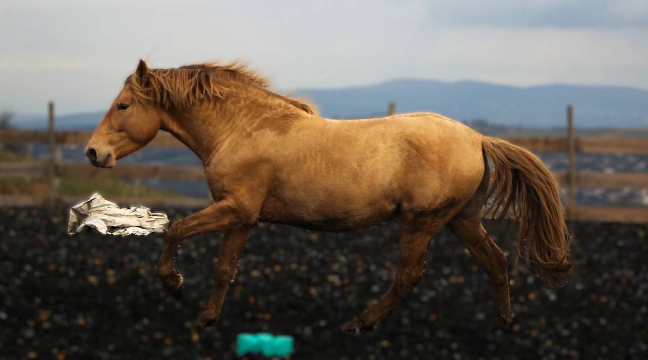 Panadero de pana - PRE Puur Ras Spaans 2022