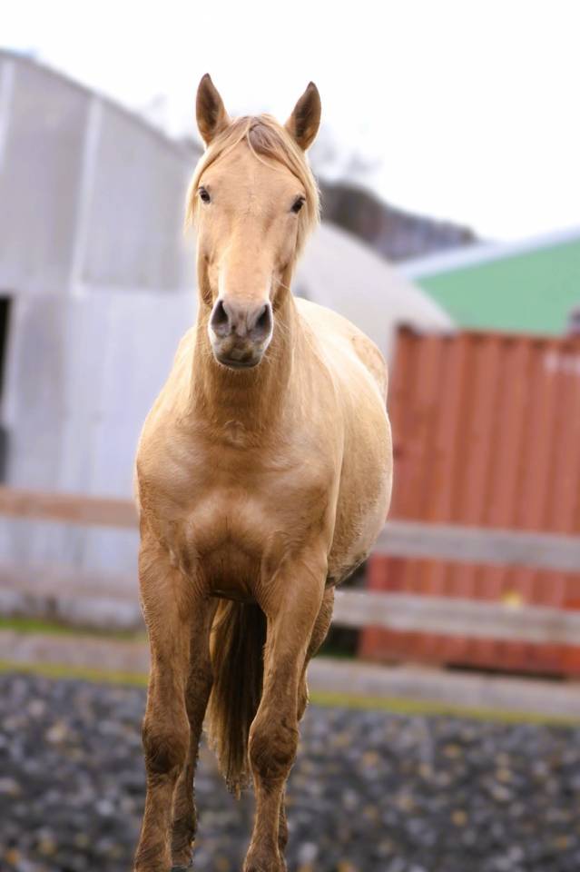 Panadero de pana - PRE Puur Ras Spaans 2022